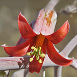 cotyledon orbiculata